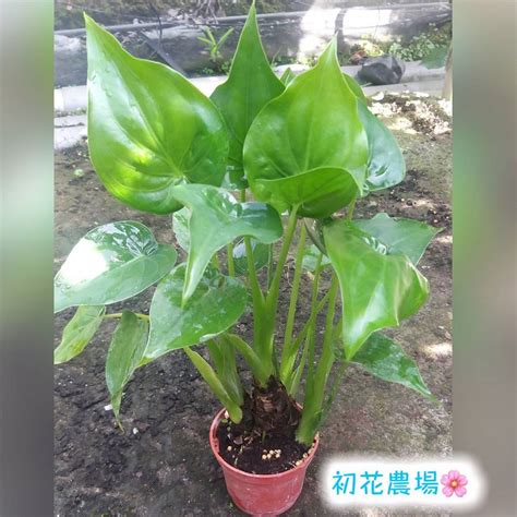 佛手芋開花|觀葉植物迷交流站 